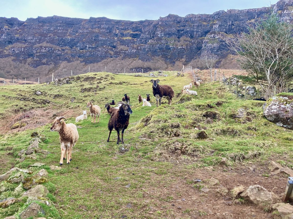 What's the FUTURE FOR CROFTING ON EIGG? Can you help our crofters and the Isle of Eigg Heritage Trust create a development plan? We're inviting tenders for this important piece of work. Deadline 26th April. More information at bit.ly/EiggCroftDev