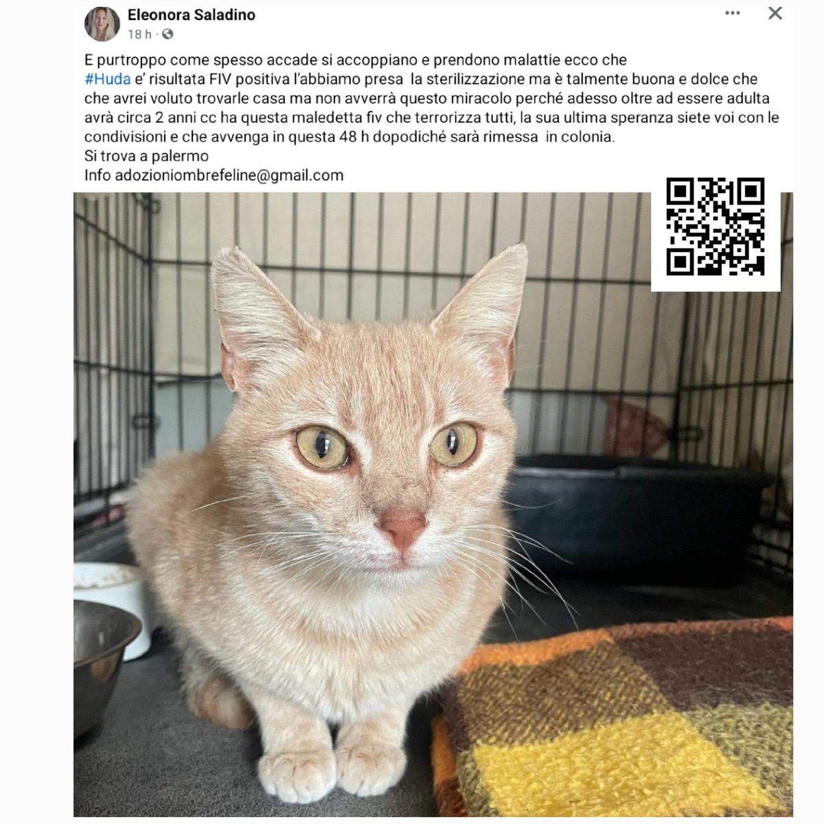 #Huda e’ risultata FIV positiva 😟  avrà circa 2 anni cc #cercafamiglia in queste 48 h dopodiché sarà rimessa  in colonia.  
Si trova a palermo 
🆘️🆘️🆘️🆘️🆘️🆘️🆘️🙏🏻🙏🏻🙏🏻🙏🏻🙏🏻🙏🏻
Info adozioniombrefeline@gmail.com
#Eleonora
