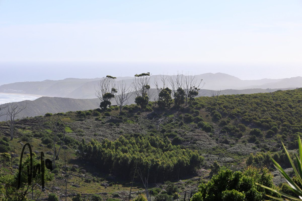 On the road to #Brenton_on_Sea #photography #nature #outdoors #landscape #ScenicsNature #trees #goedemorgen #Knysna #beach #ocean #GardenRoute #WesternCape #SouthAfrica