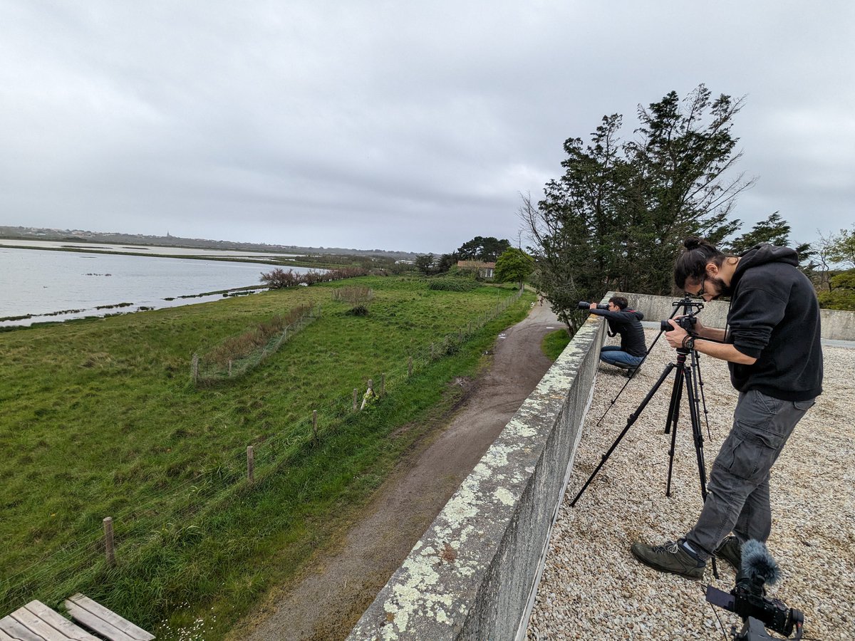 En direct de la réserve de Chanteloup @OFBiodiversite 📷 Il se passe quelque chose dans les marais d'Olonne... 🤩 Une superbe journée avec @mathieu_farina et Guillaume de @Fondation_Lamap ! De belles images à venir pour 'Piafs de ma rue' ! #scicomm #oiseaux #mediation