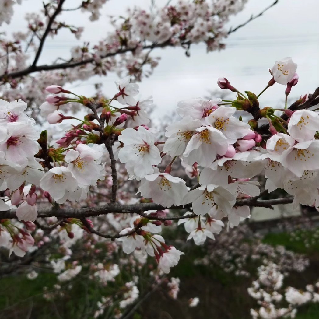 満開では無い。寒いで〜

#桜