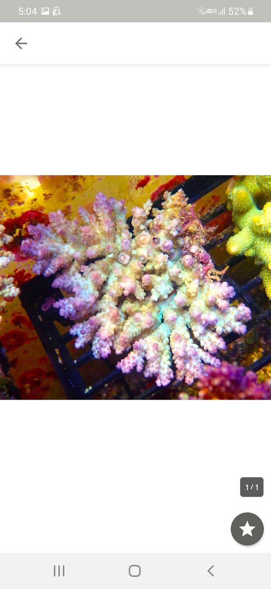first_marines's tweet photo. 眠たい日和❕

#サンゴ #海水魚 #水槽
#サンゴ専門店 #アクアリウム　#ゴールドトーチ　#サクラ　#coral　#ハナガササンゴ　#ハナサンゴ　#ナガレハナサンゴ　#スパスラータ　#ウスエダミドリイシ　#苺　#お花見　#イチゴ　#ストロベリーショートケーキ　#スパスラタ　#ミドリイシ　#肉　#桜
#新卒 https://t.co/Der4HbJWM9