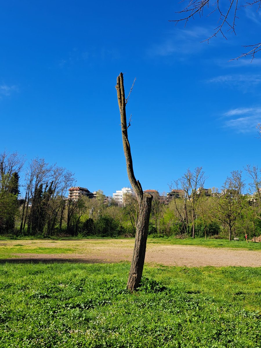 Potare gli alberi. Non massacrarli. Grazie ⁦<a href="/gualtierieurope/">Roberto Gualtieri</a>⁩ #parcodellevalli