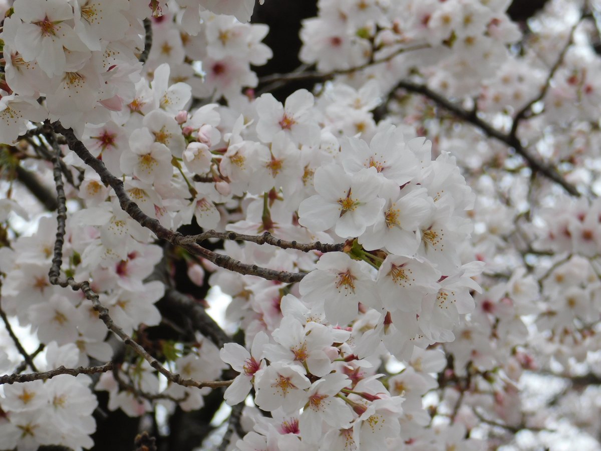 「桜もちょうど見頃を迎えてます。The cherry blossoms are a」|米田仁士 Hitoshi Yonedaのイラスト