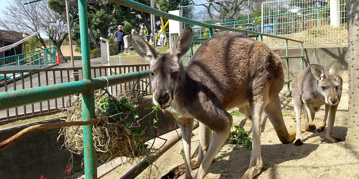 待ちに待った #春 の味覚。シロツメクサの葉は草食動物たちの大好物。カンガルーたちも夢中で食べています！サンタロウ、美味しいですか？＃かみね動物園　＃月別テーマ　＃アカカンガルー