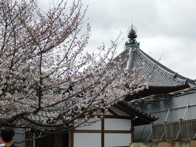 「建築 桜」のTwitter画像/イラスト(新着)