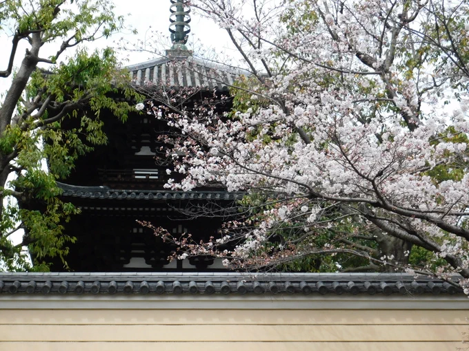 桜もちょうど見頃を迎えてます。The cherry blossoms are also at their peak. 