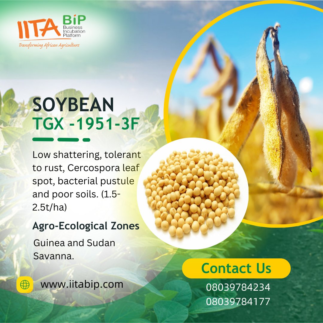 Attention Farmers! Looking to boost your soybean harvest this season? CLICK HERE TO BOOK forms.gle/bqCMNz7jweporx… Book your soybean seed from IITA-BIP GoSeed today – your trusted and verified seed company for quality yields and reliability.