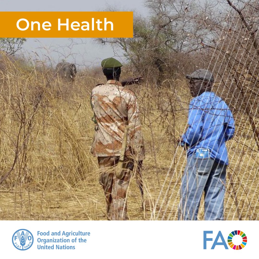 🤝Joining forces | @FAO Asia Pacific & Africa regions collaborate to empower professionals & drive collaboration for a sustainable future through the Field Training Program for Wildlife, Environment Biodiversity & Ecosystems (FTP-WEBE) #OneHealth 👉 More: bit.ly/4avRgcG