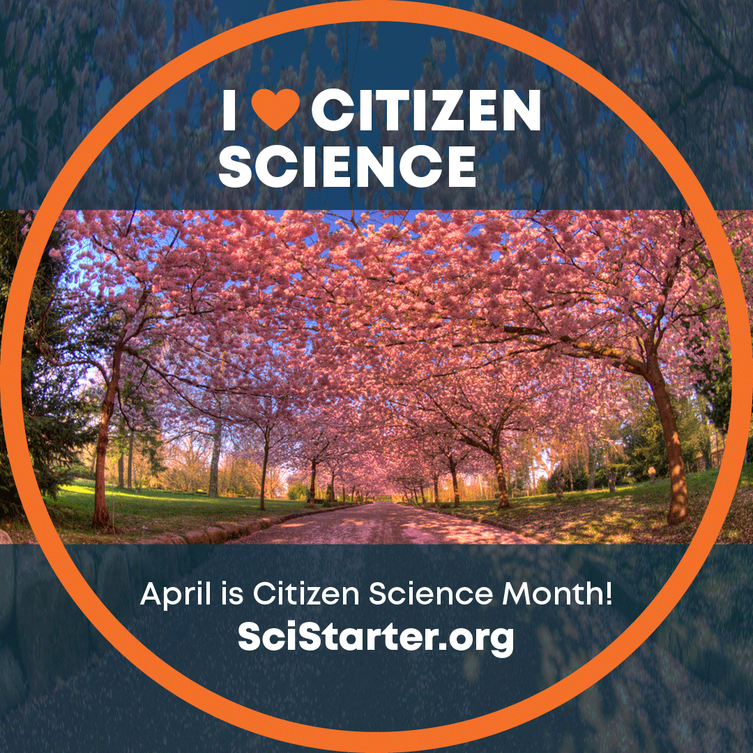 Nu springer kirsebærtræerne ud🌸Det er en brik i et gammelt Citizen Science-projekt - Blomstringen er en forårsbebuder i Japan, og derfor beskrevet i historiske kilder. Forskere kan derfor undersøge klimaforandringer over en periode på 1200 års.
#CitSciMonth #CS #scistarter