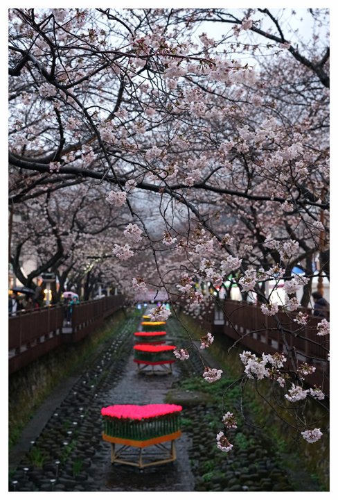 jinhae cherry blossom 🌸🌸 festival 2024 .. 📷😍🇰🇷
#visitkorea
#ourtravels