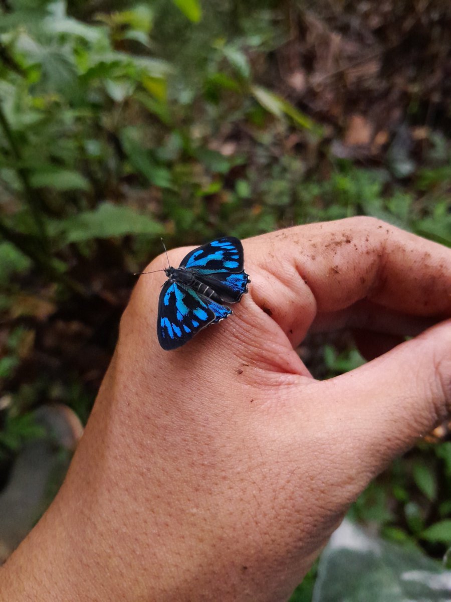 Salah satu kupu-kupu paling cantik seantero rimba. Permata biru?

cc. <a href="/s_averrhoa/">perropi</a>