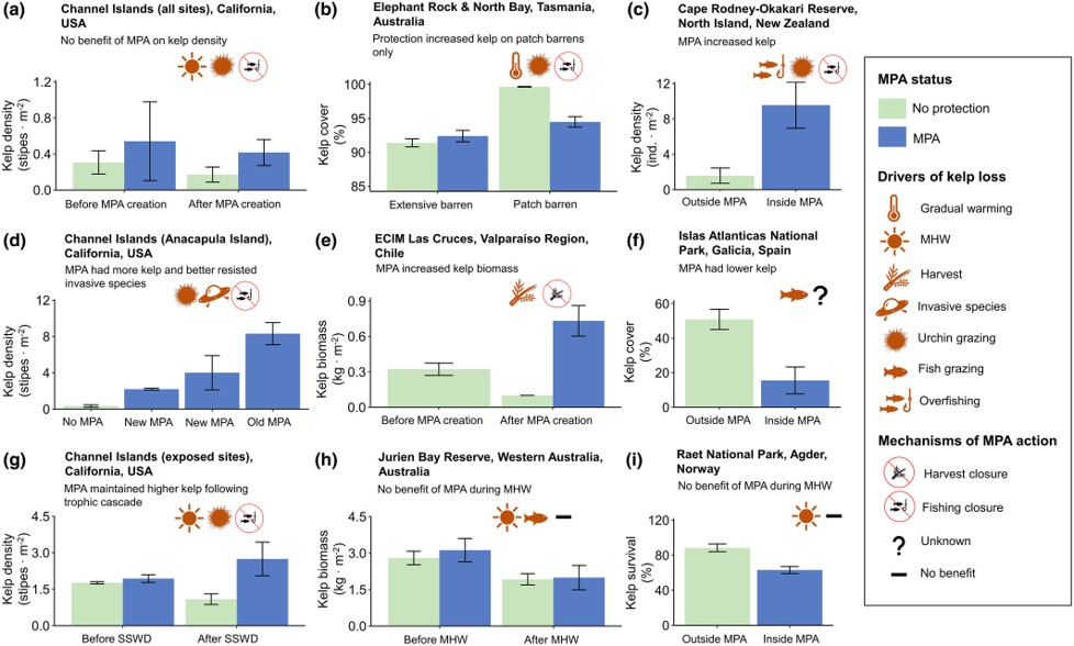 How effective are #MPAs for conserving #kelp #forests? Our perspective shows they can help with some drivers of loss like grazing, but often fail to protect against ocean warming and coastal darkening - 2 main reasons we are losing kelp forests globally! doi.org/10.1111/jpy.13…