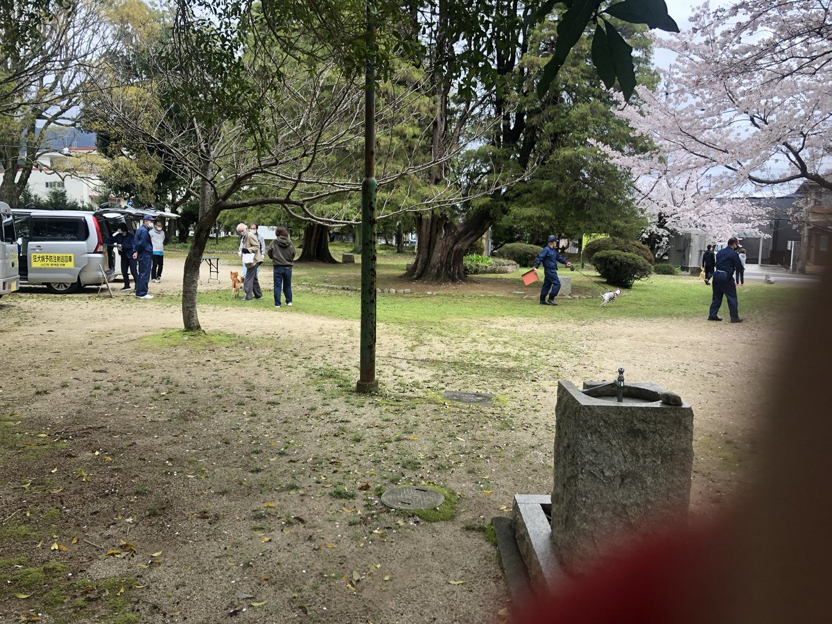 今日は満開の桜の下で
狂犬病の集団接種🐶
ワンコは踏ん張って拒否してましたが😳超素早い注射で無事終わりました🌸