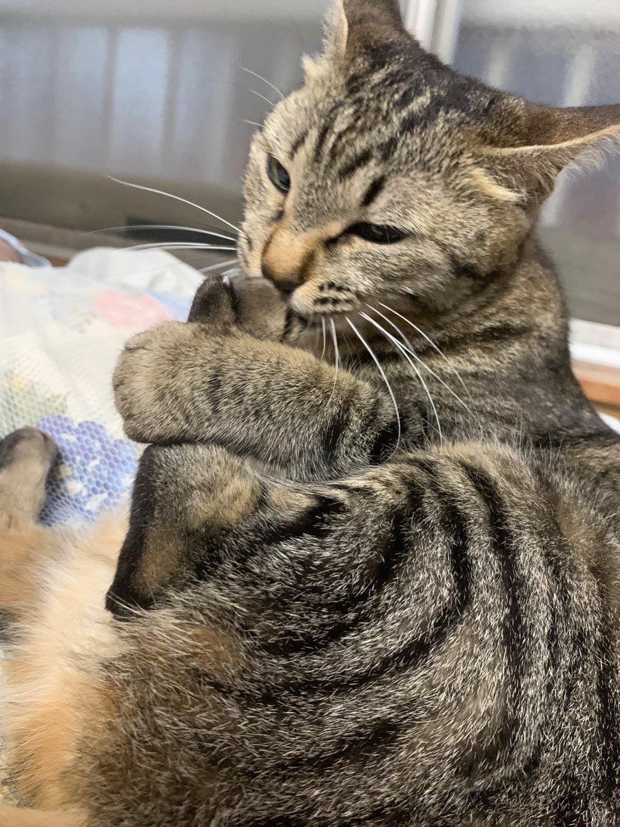 Ke2360Su's tweet photo. ユメちゃん
#猫　
#cats 
#猫好きさんと繫がりたい 
#猫のいる暮らし https://t.co/9gHVrqV9ze