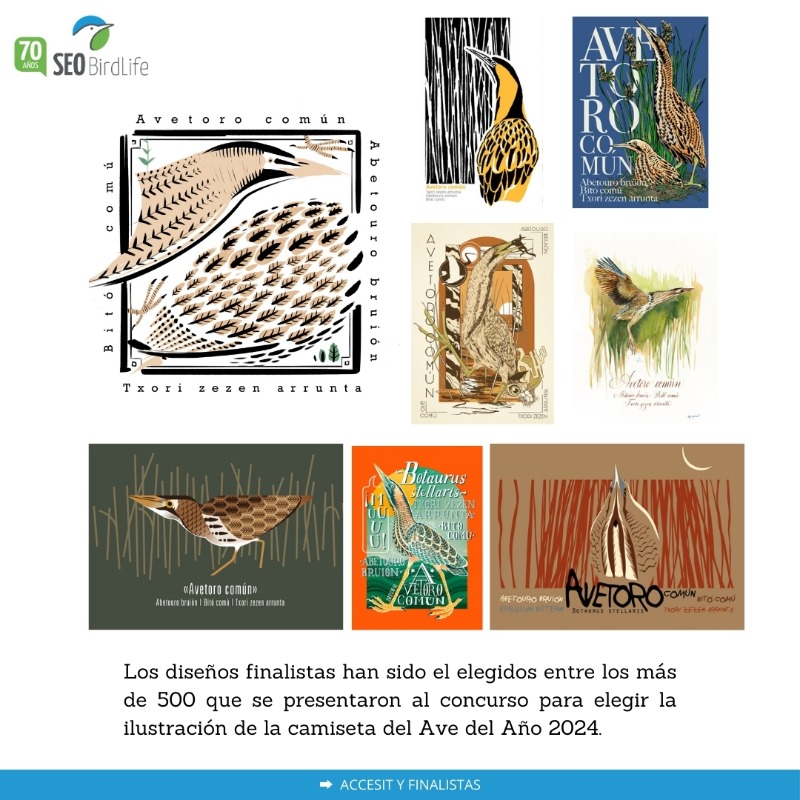 SEO_BirdLife's tweet photo. 📢¡YA DISPONIBLE la camiseta del #AvedelAño 2024!😎
El diseño ganador es de Sara Ramírez, elegido entre las más de 500 personas que participaron en el concurso organizado para ilustrar al avetoro común.
👕➡️ https://t.co/i9QZ0PQKf3
#70AñosPorLasAves #ilustracion #avetoro #aves