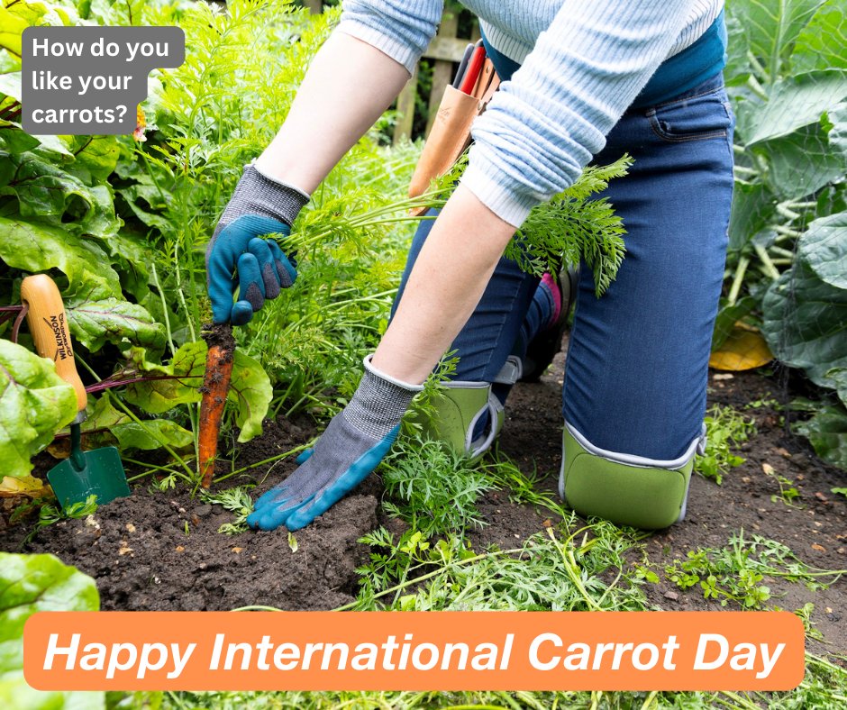 Happy International Carrots Day 🥕🥕🥕🥕
How do you like your Carrots, grated in a salad, soup, roasted....? 😀🧡

#carrot #carrots #carrotcake#LoveLifeOutdoors #townandcountryuk #gardening #gardeninguk #gardengloves #gardenfootwear