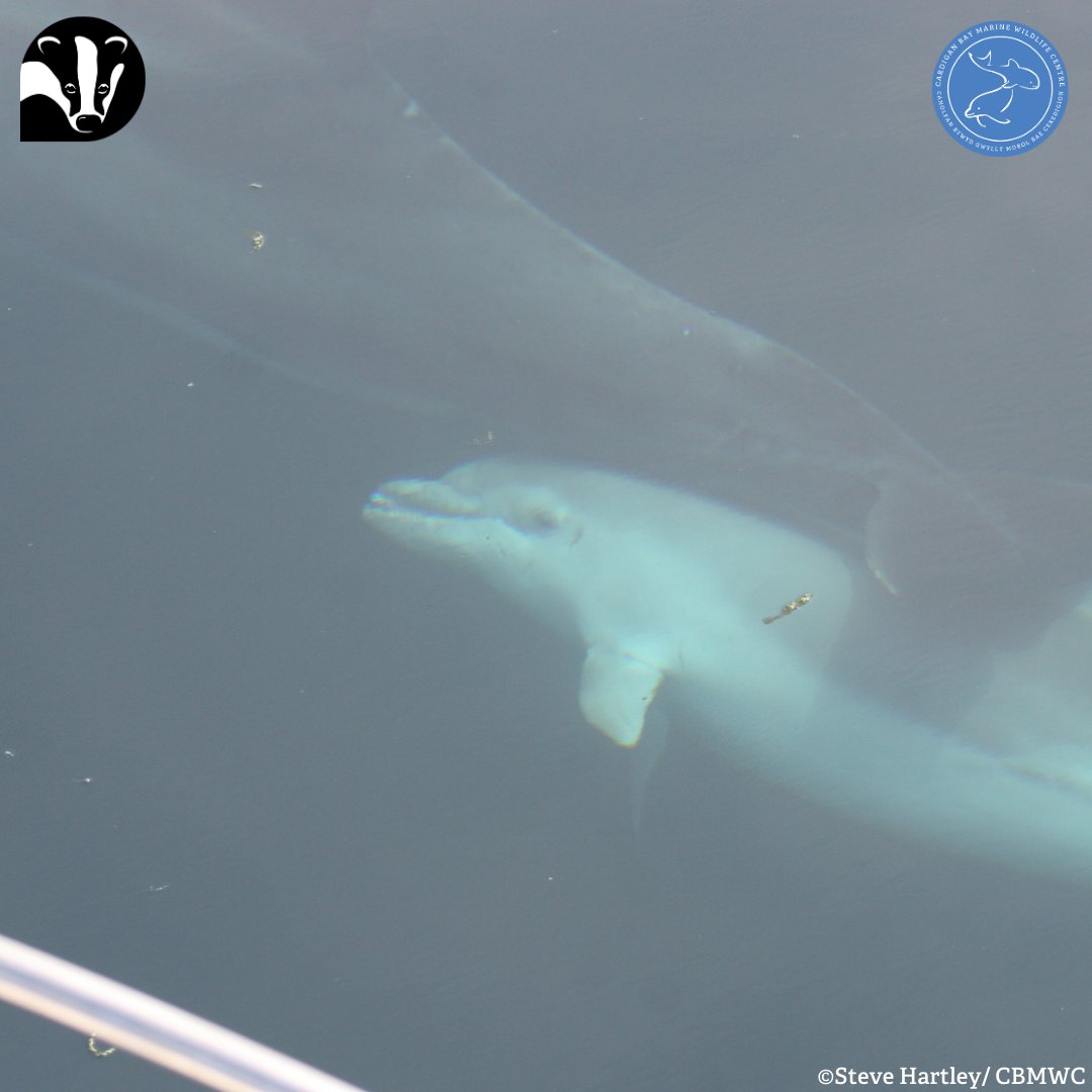 #FinFriday 🐬 As mammals, female dolphins produce milk to feed their young 🍼 These photos taken during a marine mammal survey shows a young dolphin suckling from its mother! Photos taken under license. @WTWales @WTSWW