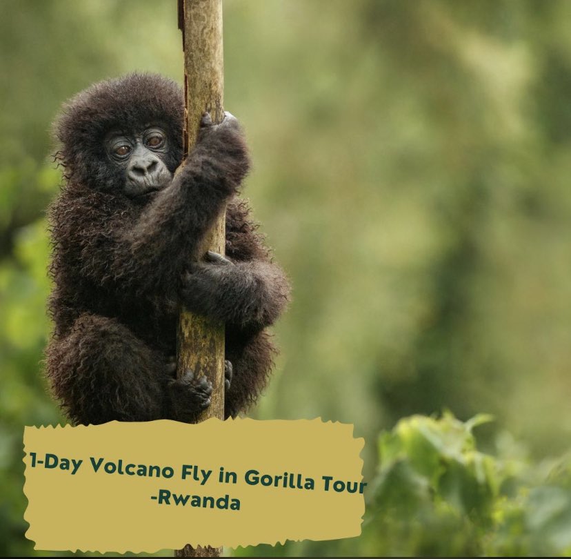 Discover the breathtaking beauty of Volcanoes National Park and immerse yourself in the enchanting world of Gorillas! 

Book your tour with us!

#volcanoesnationalpark #visitrwanda🇷🇼 #inkinditours #travelwithinkindi #explore #adventure #nature #gorillaz