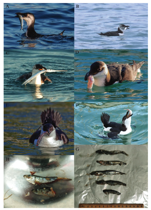 MONTI, F., MORI, E., BALESTRIERI, R., MINICHINO, A., VENTO, R., VIVIANO, A., & TIRALONGO, F. (2024). First data on the diet of Razorbill Alca torda wintering in the Mediterranean Sea: insights from social media. Mediterranean Marine Science, 25(1), 58–66. doi.org/10.12681/mms.3…