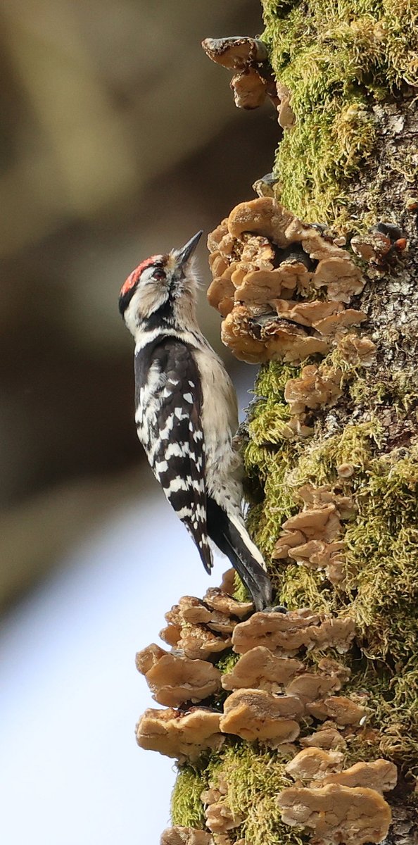 Lesser Spotted Woodpeckers calling and showing well yesterday