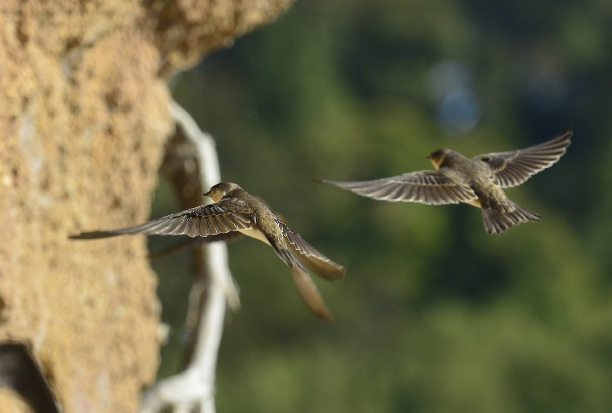 Sand martins were spotted in and out of the holes in the nesting banks of the Sand Martin hide just before Easter. The birds have been returning each spring since 2017. Read about the history of the colony and their special nest bank hide: ow.ly/sPhB50R88ZT