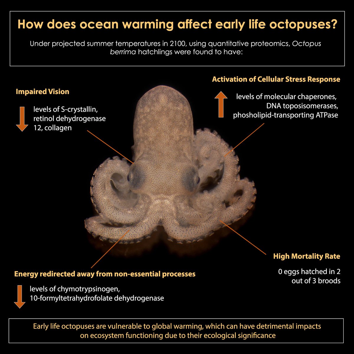 Using quantitative #proteomics in collab with @ucdavis, we found that #OceanWarming can be detrimental to #octopus vision🐙👁️ 🚨Now published in @GlobalChangeBio Read➡️ shorturl.at/ejotR This also concludes the publication of all 4 chapters of my PhD ✅🥳