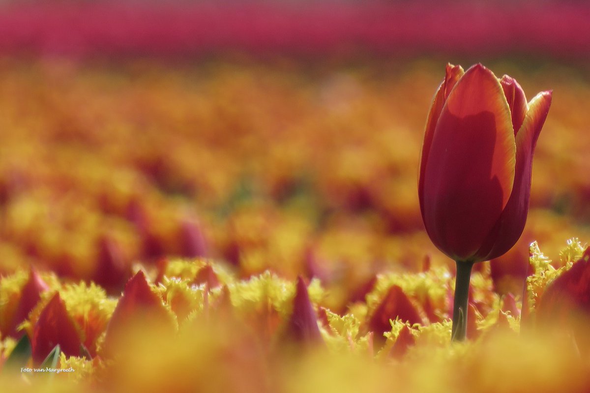 Margreeth0_0's tweet image. #rood door de seizoenen heen voor #camer_a_pril  @jolandabrwr 🌹🍁🍄❤️🔴