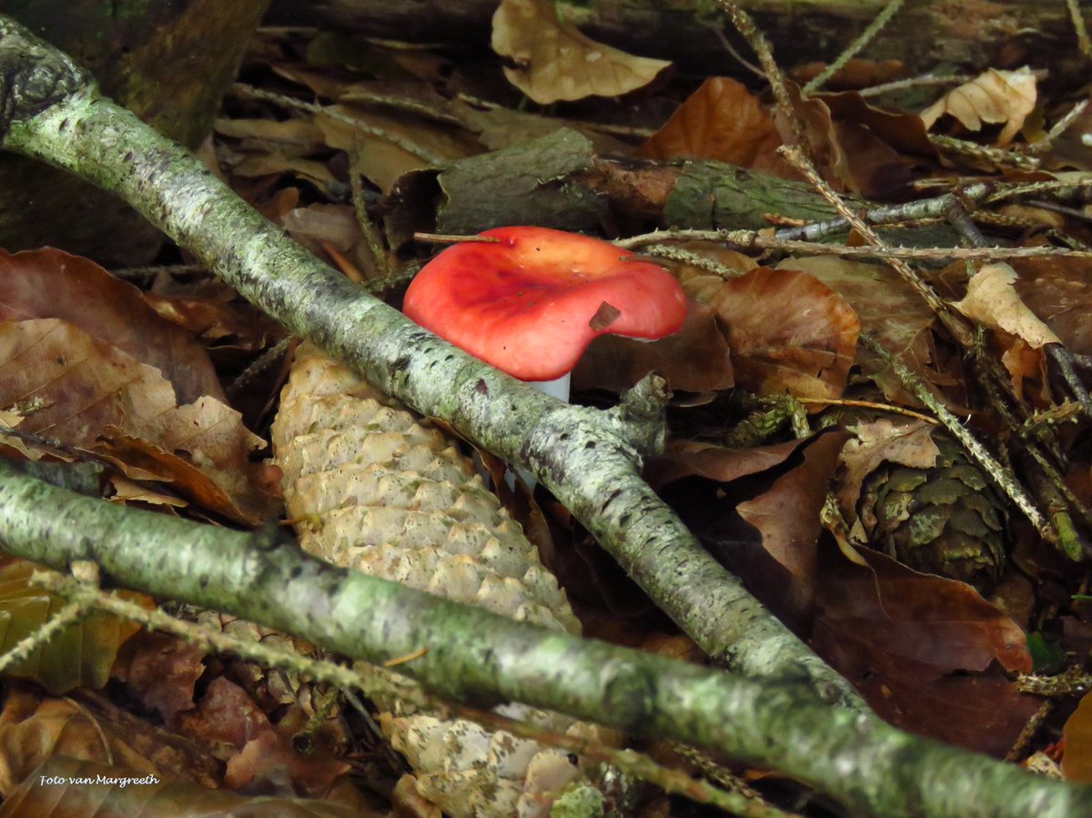 Margreeth0_0's tweet image. #rood door de seizoenen heen voor #camer_a_pril  @jolandabrwr 🌹🍁🍄❤️🔴