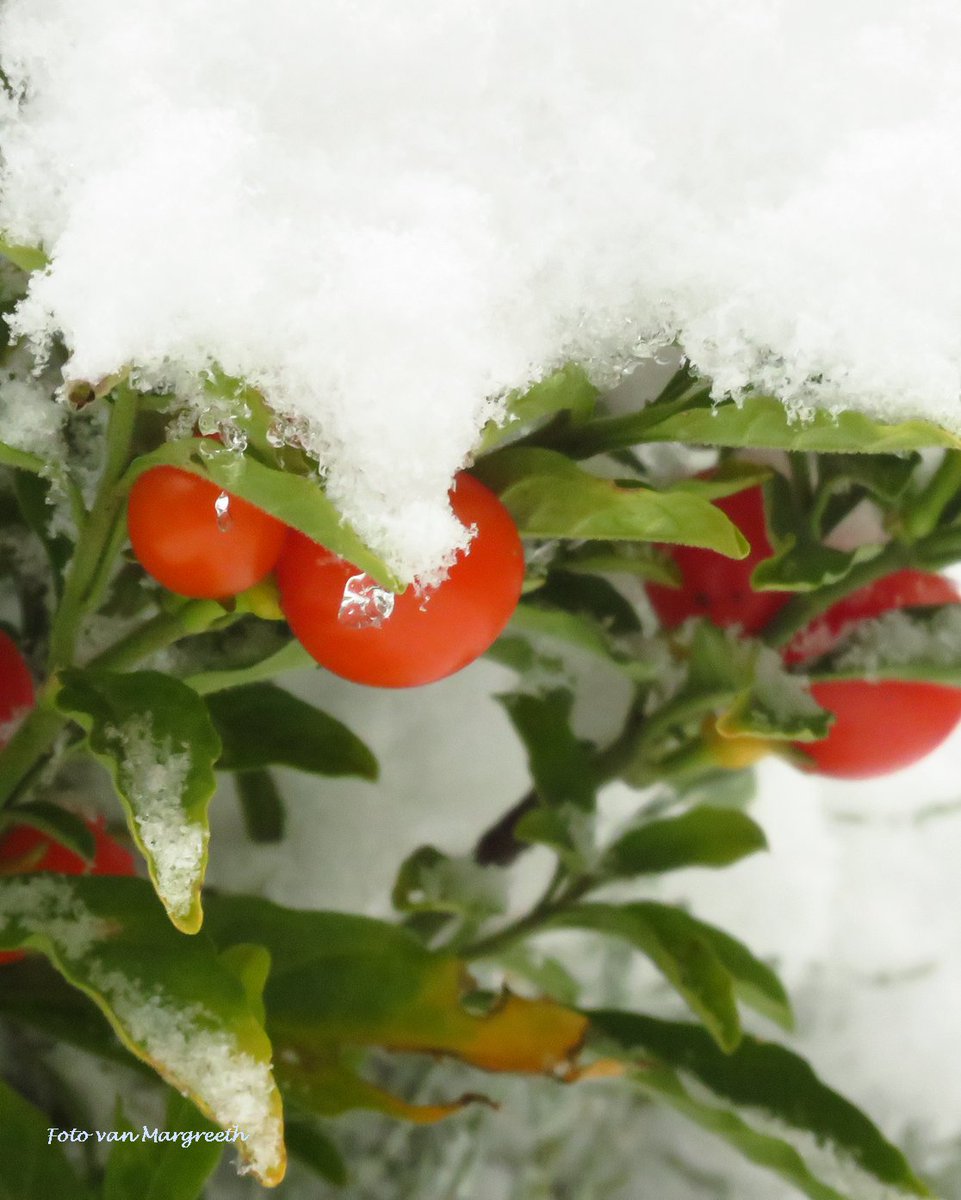 Margreeth0_0's tweet image. #rood door de seizoenen heen voor #camer_a_pril  @jolandabrwr 🌹🍁🍄❤️🔴