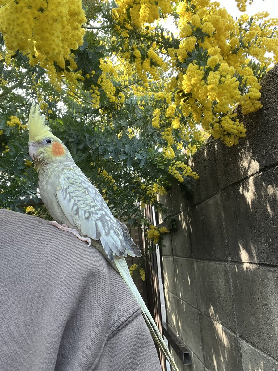 4月4日15:00頃、飼っているオカメインコが外に飛んでいってしまいました。柵の向こう側に行ったので慌てて探しに行きましたがいませんでした。まだずっと飛び続けられる感じではないので遠くまでは行ってないと思うのですが、拡散希望お願いします！
#オカメインコ　#大阪　#堺