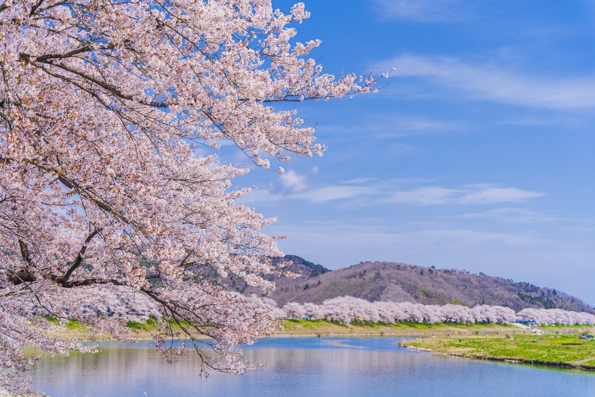 今年はすでにお花見に行きましたか？ 古くより、日本人の暮らしと桜は切っても切れない関係にあります。 花を目で見て楽しむだけでなく、山桜の樹皮を木地の表面に貼り付けて工芸品にしたり、和菓子に取り入れて楽しんだりと、あらゆる方法で桜を愛でてきました🌸 詳しくはこちらをご覧ください。…