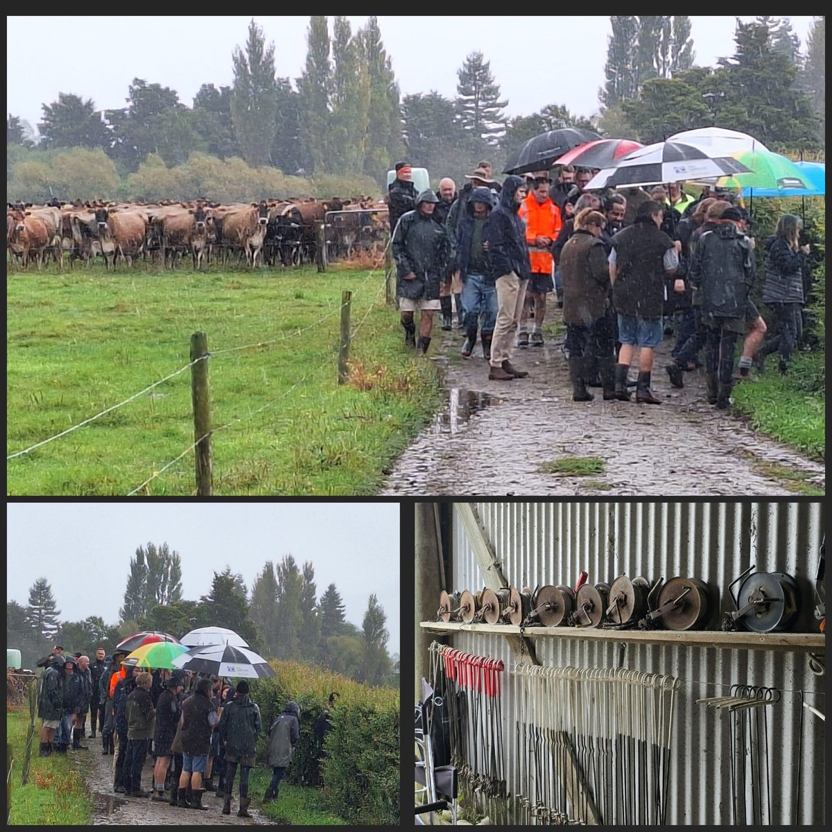 A great <a href="/DairyNZ/">DairyNZ</a> discussion group in Rockville today!! 40+ Farmers attending, the rain was just a bonus!! Doing extension well, great DairyBase data 👏 <a href="/Lewisridge_Farm/">Chris🥛Proud Food Producer 🐄🐂</a> <a href="/rmcintyre007/">Richard McIntyre</a>