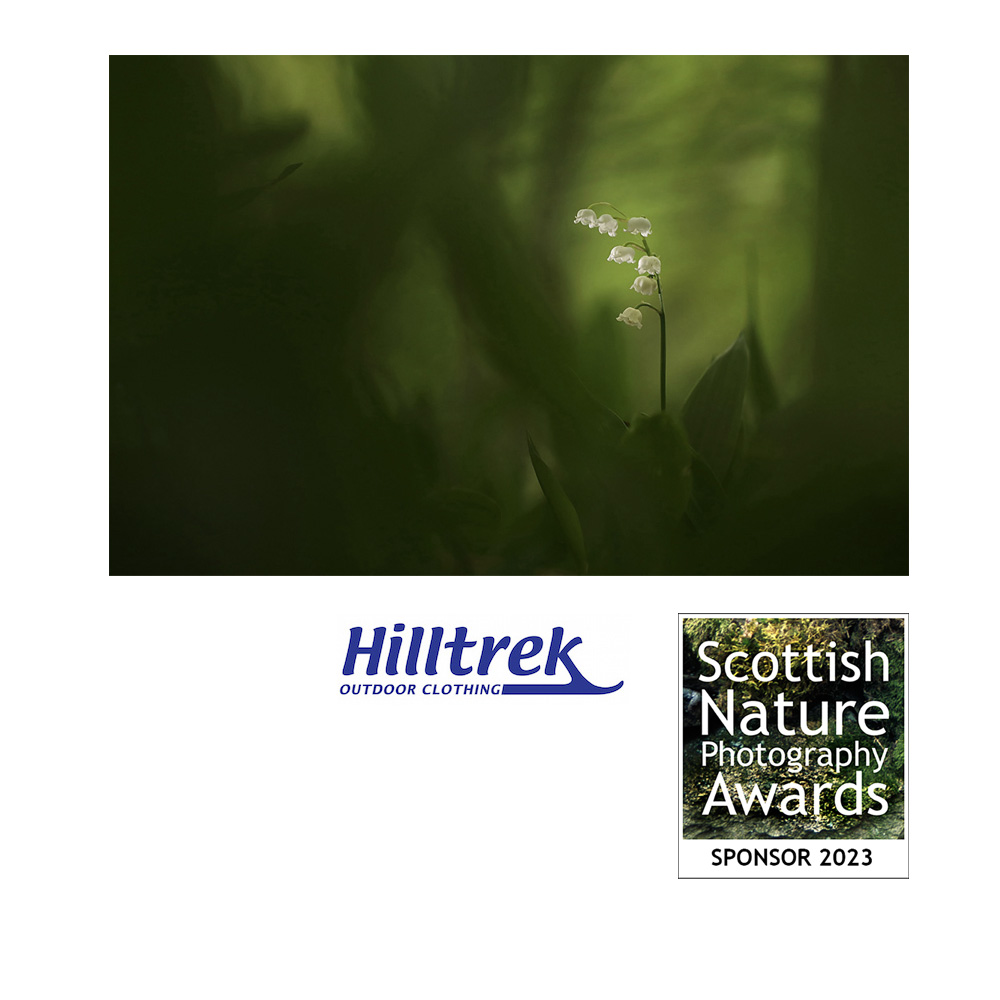 Grateful thanks to @hilltrek, sponsor of the @ScotNaturePhoto Scottish Nature Photographer of the Year 2023 won by Charles Everitt. Image: Lily of the Valley © Charles Everitt.