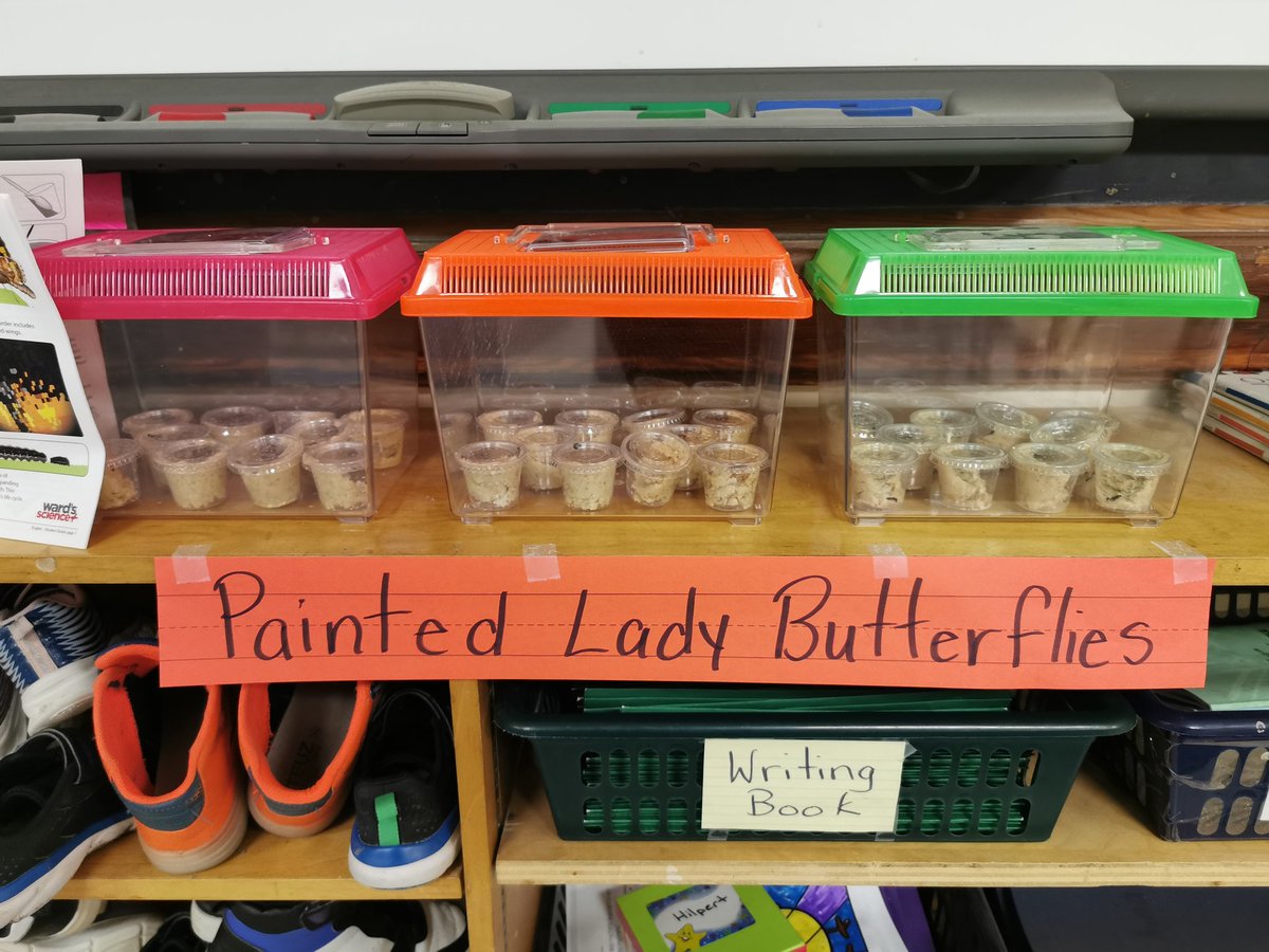 Students at <a href="/qesarnia/">@QESarnia</a> <a href="/LKDSB/">Lambton Kent DSB</a>  are excited to be 🐛Painted Lady Butterfly 🦋 parents! Thanks to @SEPSciCen for this fantastic learning experience 🧡🐇 #lifecycle #butterfly #wonder #learningiscool