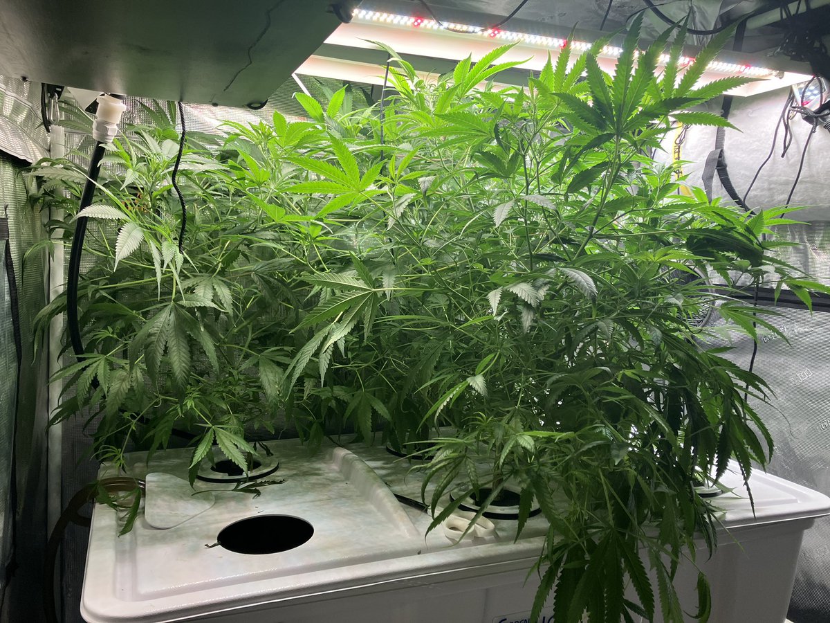 Too bad these lush girls have to go. Wish I knew more growers to take some clones. I always get sad when I have to let plants go