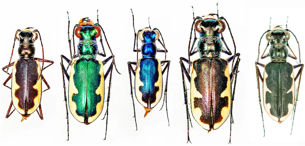 A new study from @RowanUniversity researcher Daniel Duran discusses new methods of species delimitation. @DanDuranBugMan @SciReports today.rowan.edu/news/2024/03/r…