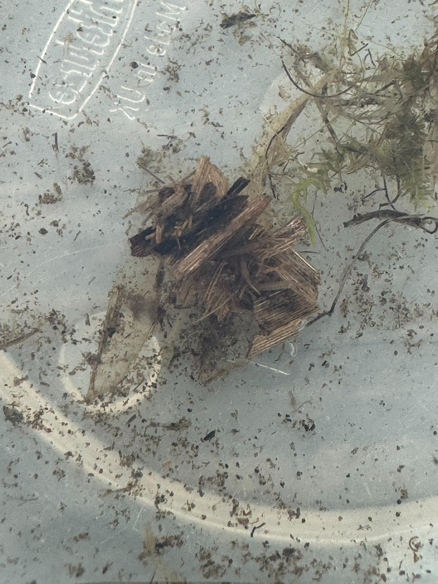 Have you ever seen Caddisfly Larvae (pic below if you haven't)? They use debris and wrap it in silk to create a case to pupate in. If you haven't, you could see one when Pond Dipping which we are now running until 14th April (Sun-Thurs, closed Fri and Sat).