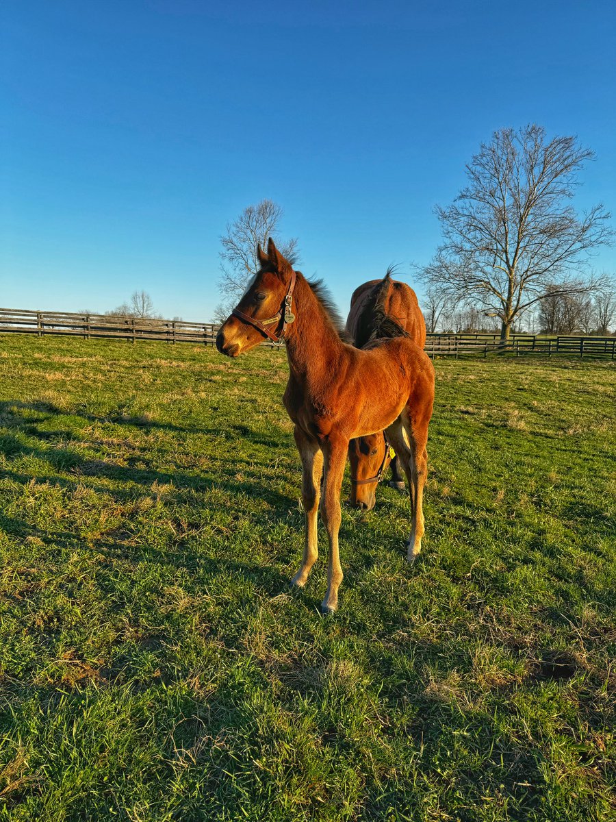 hhrtbs's tweet photo. @sequelnewyork Fire At Will certainly stamps his foals with some good looks. Loving our first foal by Fire At Will! https://t.co/obXKWDeqG4