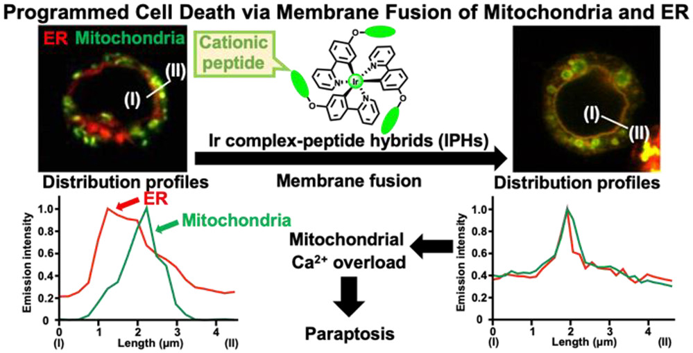 New cell death pathway: Celastrol-induced paraptosis does not involve mitrochondria-ER membrane fusion, but Aoki & colleagues @TUS_PR_en examine new molecules that appear to induce paraptosis via fusion. Read about 'paraptosis II' in this #tbt paper: pubs.acs.org/doi/10.1021/ac…