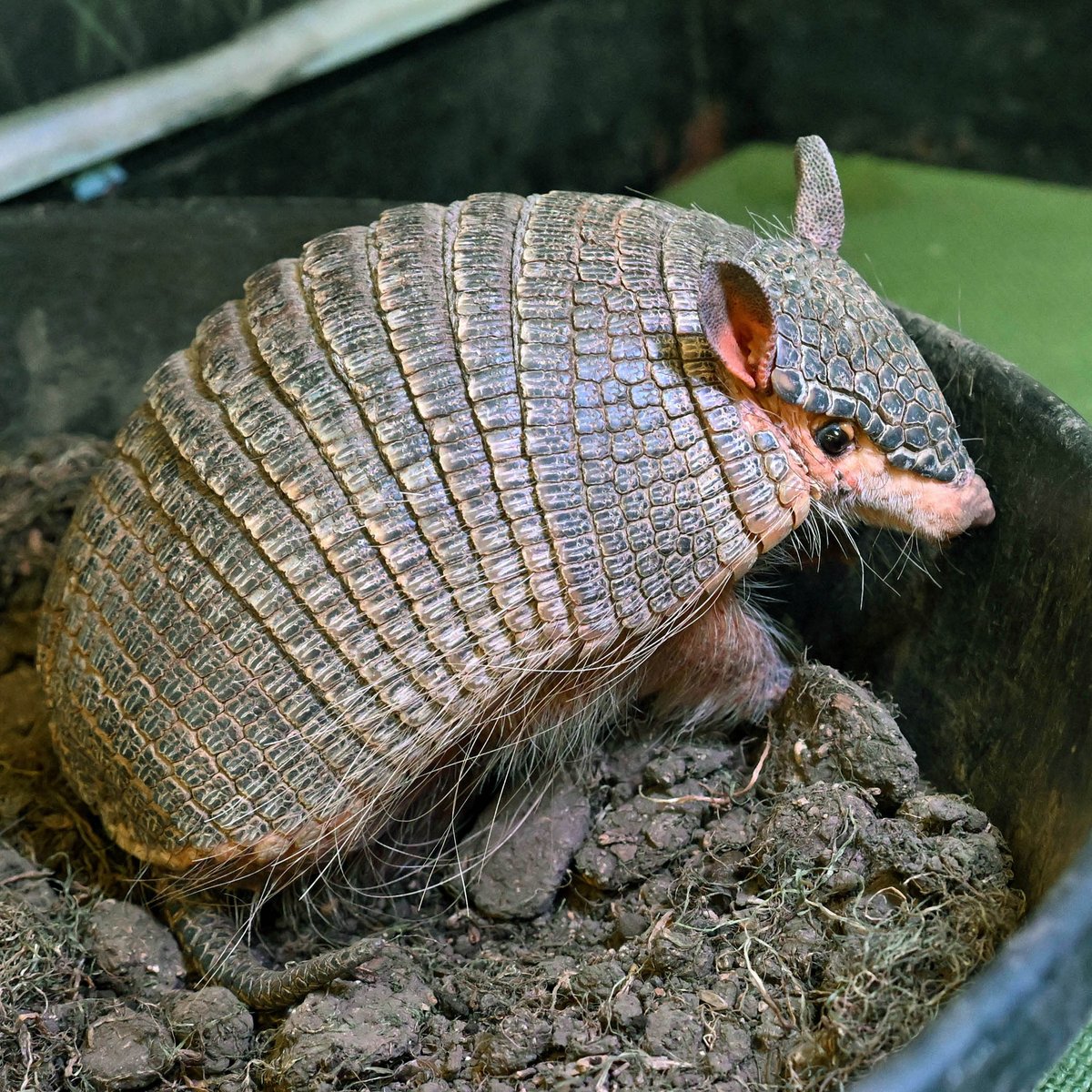 Weighing in at less than 1.9 pounds, the #screaminghairyarmadillo is the smallest of the three species of hairy armadillo. When you’re that small, your protective gear matters; these armadillos have overlapping scales called scutes which acts as a shield over their head and body!