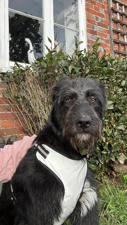 Gorgeous York is in #Maidstone #KENT  Unfortunately York doesn't get on too well with the husband in the house so he is looking for a lifelong solution. He is a 1yr old in May, loves other dogs, fully vaccinated, neutered, blood tested and microchipped
#Tonbridge #TunbridgeWells