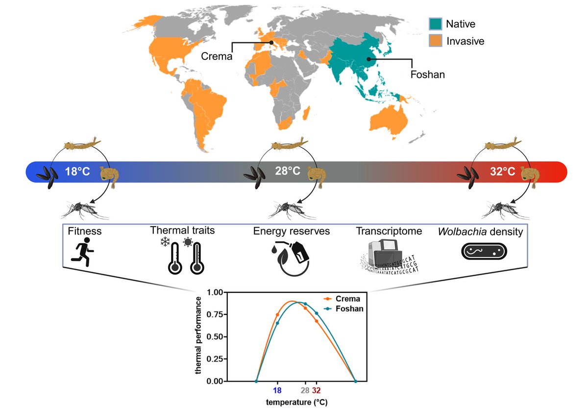 NEW RESEARCH Population-specific responses to developmental temperature in the arboviral vector Aedes albopictus: Implications for climate change 📄 onlinelibrary.wiley.com/doi/full/10.11…