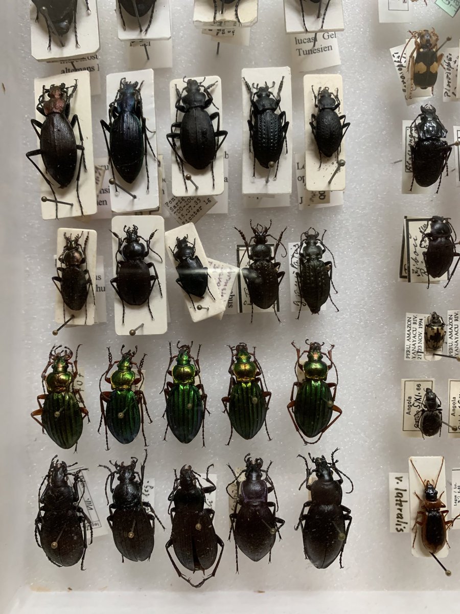 Ernst Jünger’s extensive beetle collection