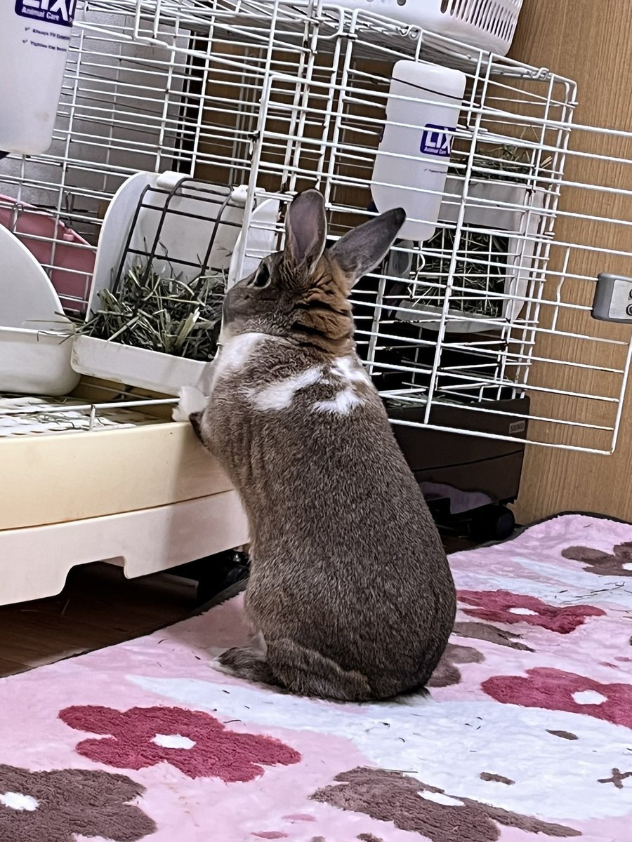 ringotokitty's tweet photo. フク&amp;タロウ🐰🐰

久々に投稿🐰🐰

#うさぎ
#元気です🐰🐰 https://t.co/DSSqb0KJDj