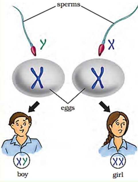 HOW TO SELECT YOUR BABY'S SEX. Sperm cells are either X or Y. The Egg cell is always X. If X-Sperm cell meets the egg(X) the baby will be a Girl (XX). If Y-Sperm cell meets the egg(X), the baby will be a Boy (XY). A thread