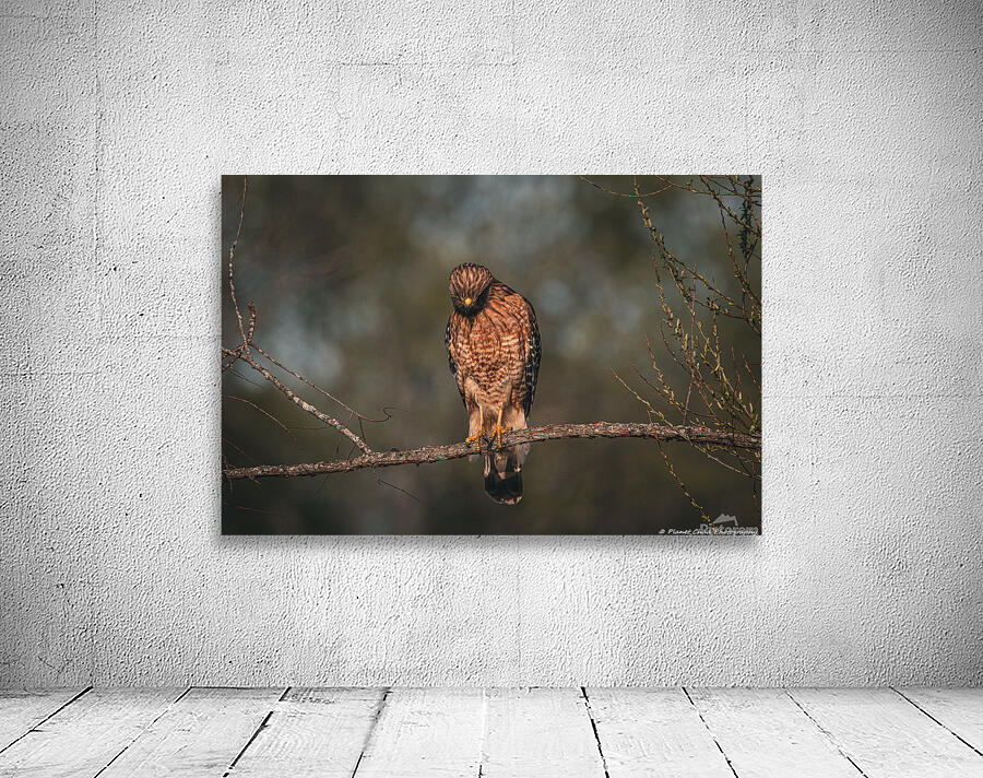 Has anyone else noticed an uptick in hawk sightings lately? I feel like I'm seeing more than in years' past. While I have a ton of hawk photos, I can never turn down taking photographs of them. pictorem.com/1942086/Huntin… #hawk #nature #birds #wildlife #wallart