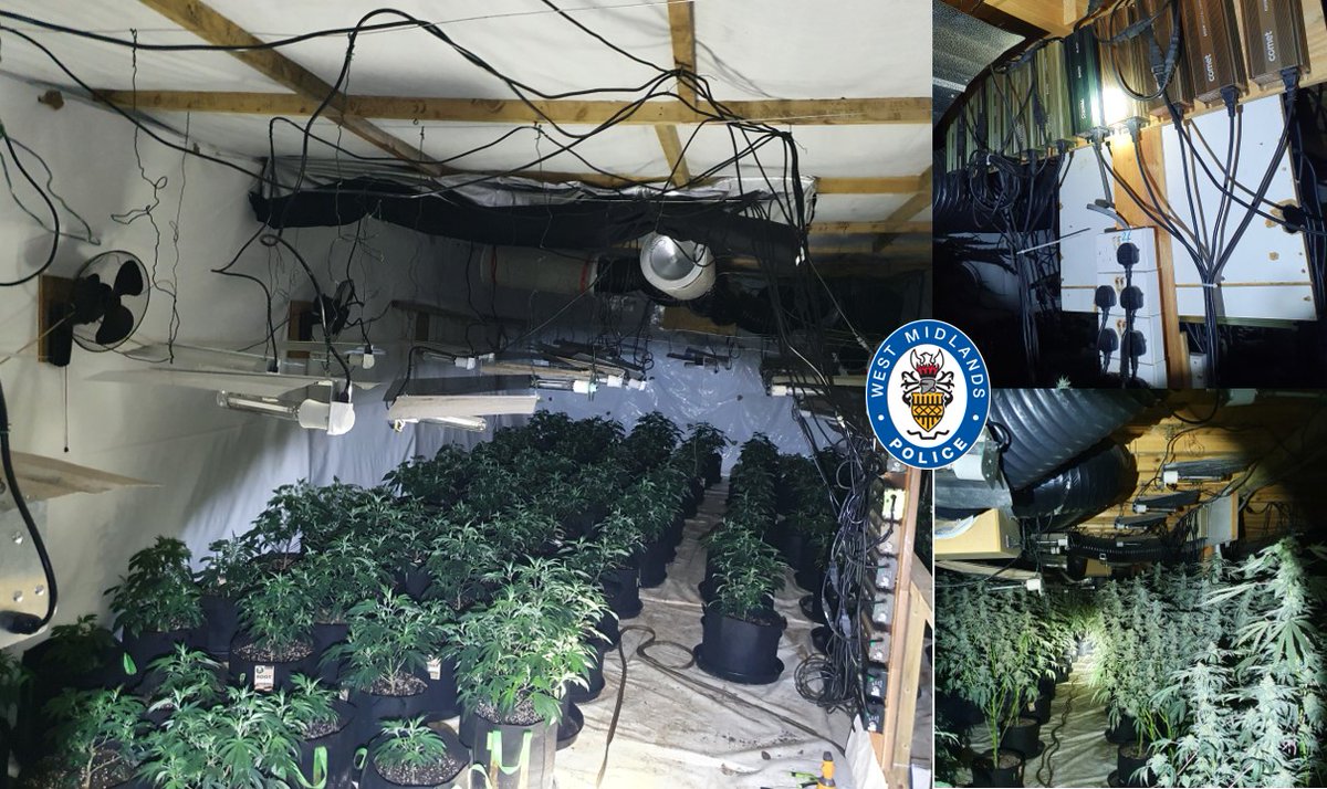 #DRUGS | We've a man in custody today after seizing more than 1,000 cannabis plants from an industrial unit in Wolverhampton. Officers moved in on the unit in Colliery Road yesterday evening in response to a report of suspicious activity. Read more ➡️ ow.ly/GvHk50R8prk