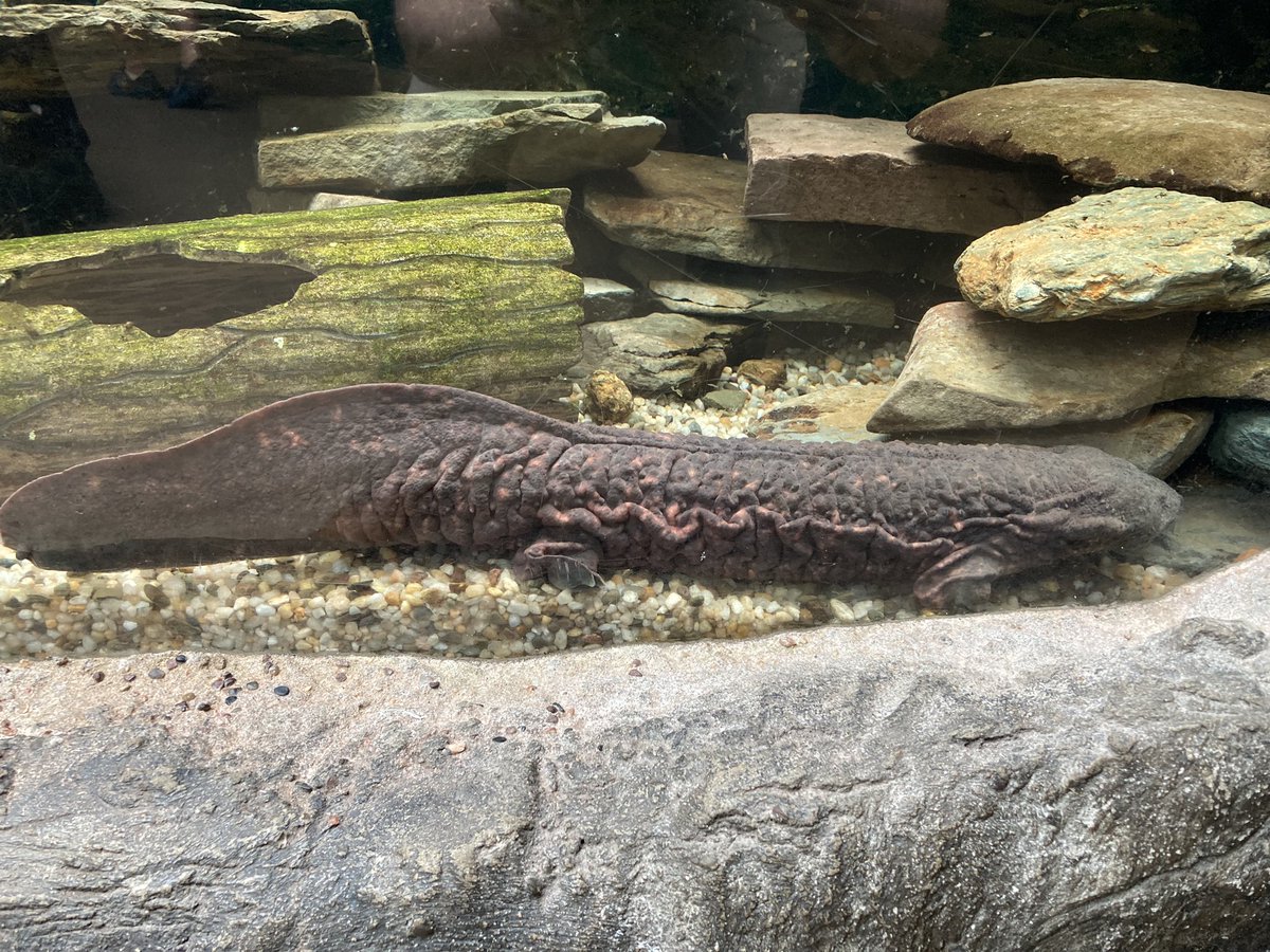 One of the hellbenders is out today. Love me some cryptobranchids. 🥰