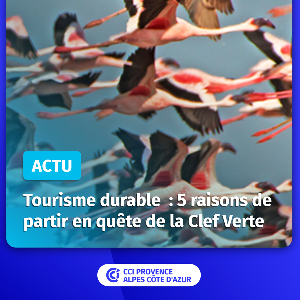 [dernière ligne droite⌛️] 
Acteurs du #tourismedurable en #régionSud, il vous reste une dizaine de jours pour déposer votre candidature #ClefVerte et rejoindre les 240 hébergeurs et restaurateurs labellisés, audités par notre #réseauCCI ✅ 
Lire ici⤵️ paca.cci.fr/actualite/tour…